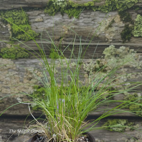 Appalachian sedge