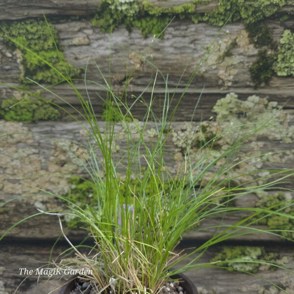 Appalachian sedge
