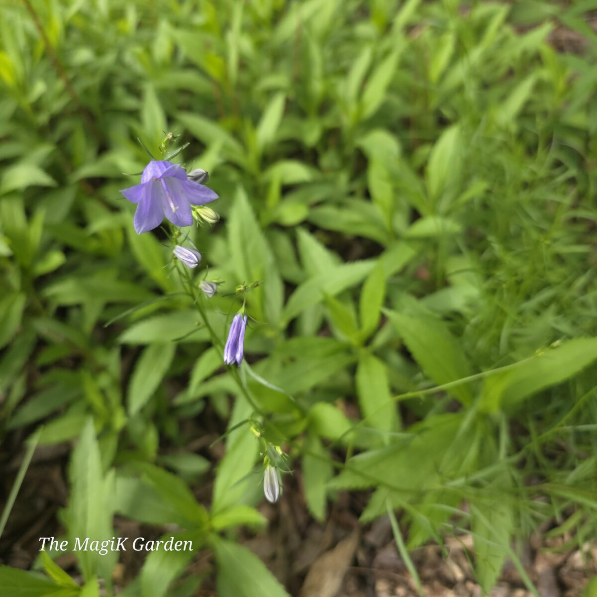 American Harebell