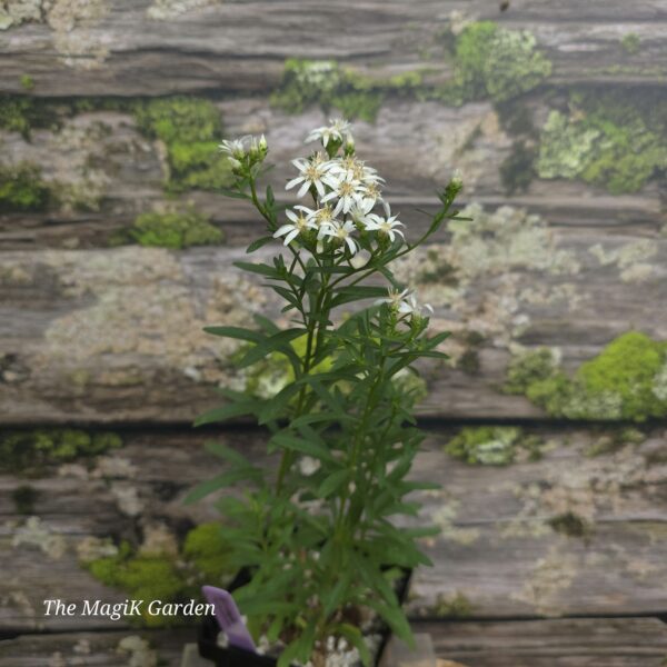Flat-Topped White Aster