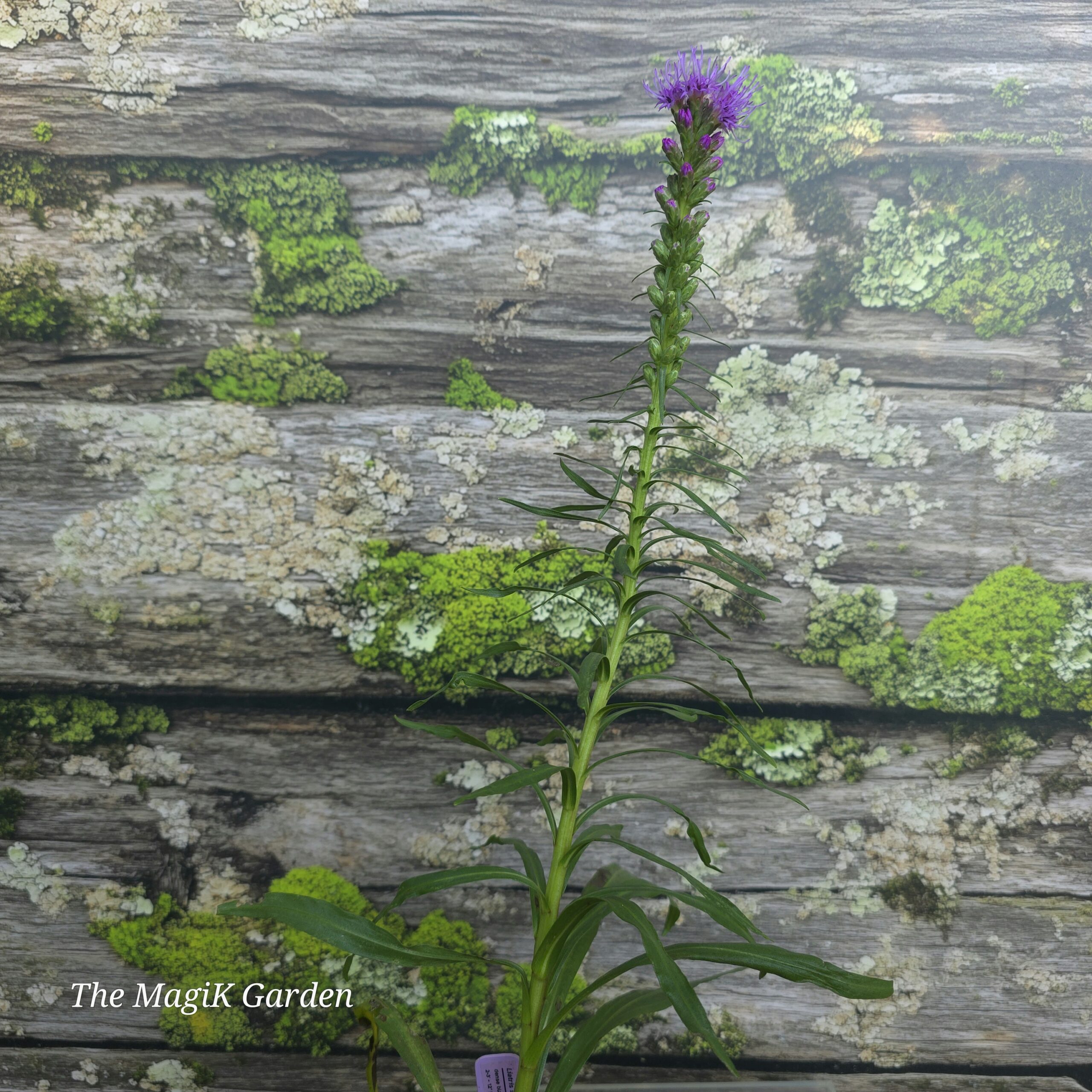 Liatris spicata 'Kobold'