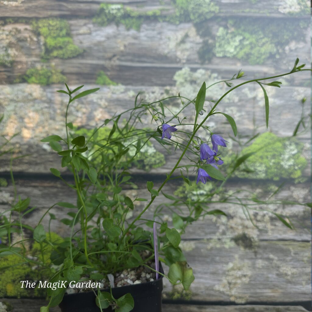 American Harebell