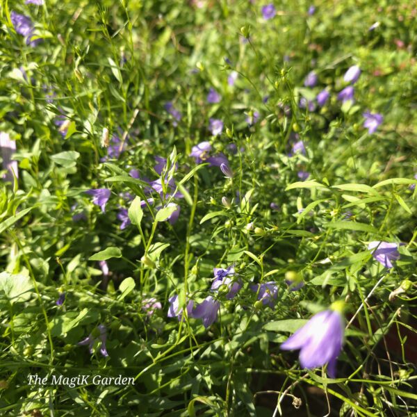 American Harebell