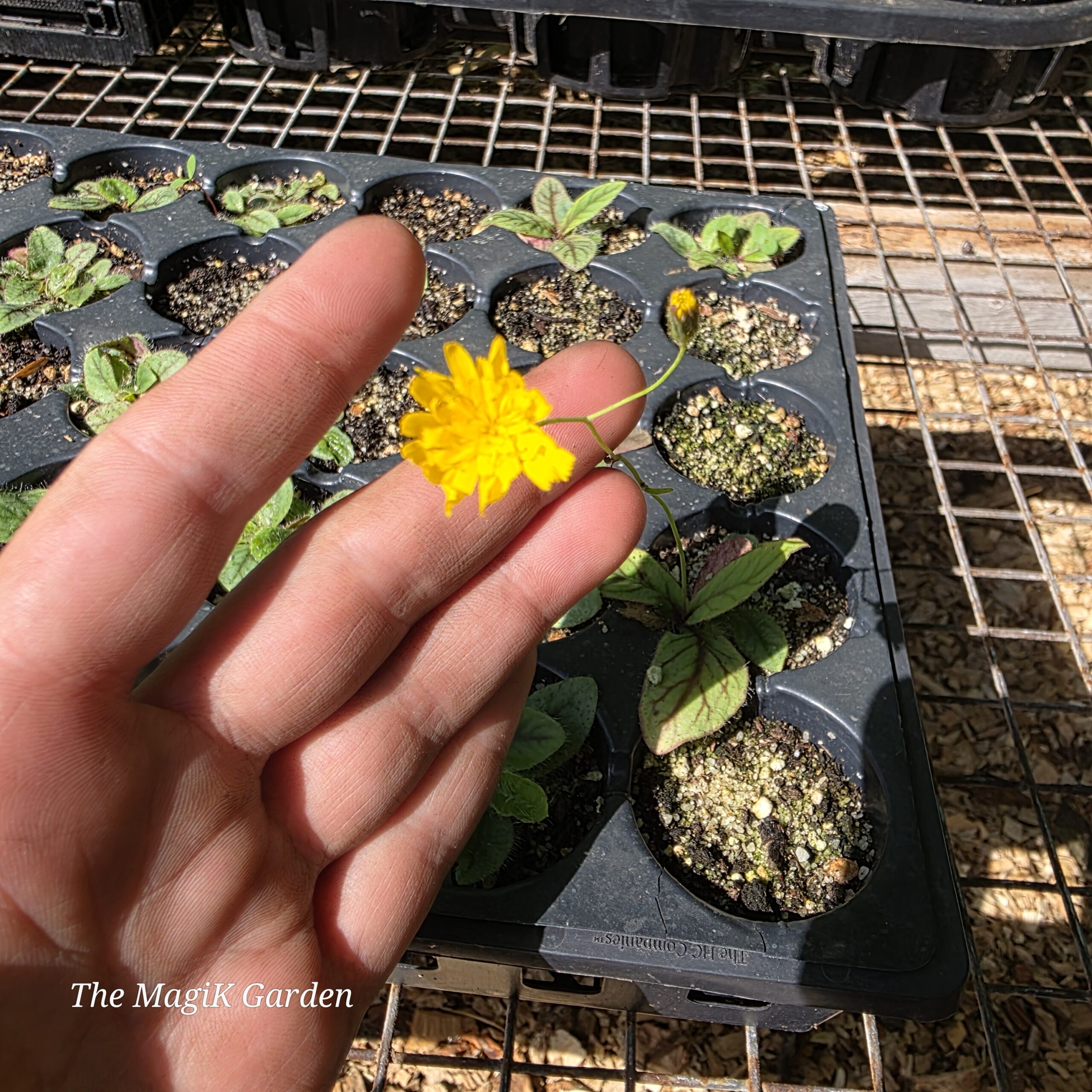 Rattlesnake Hawkweed - Image 2