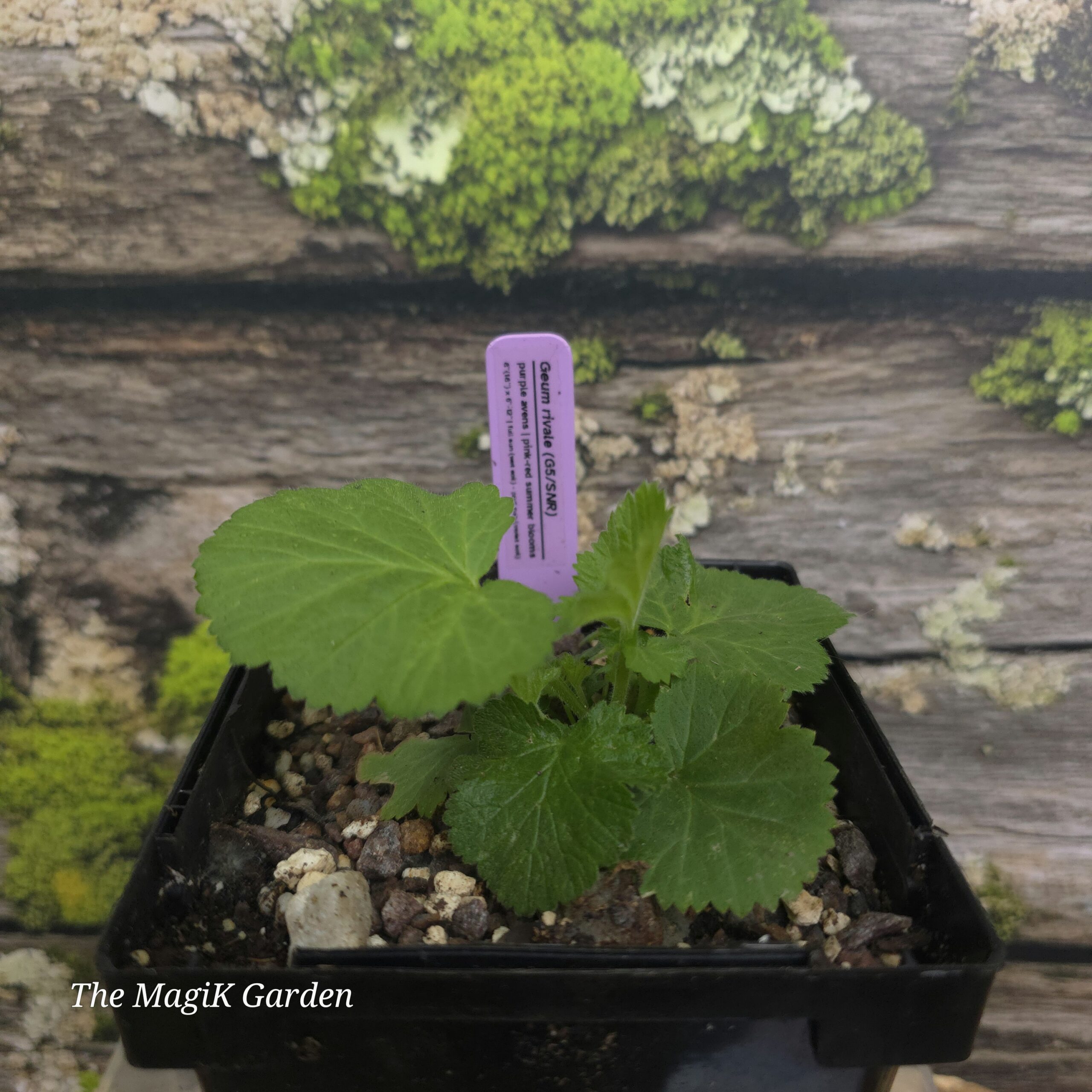 Purple Avens