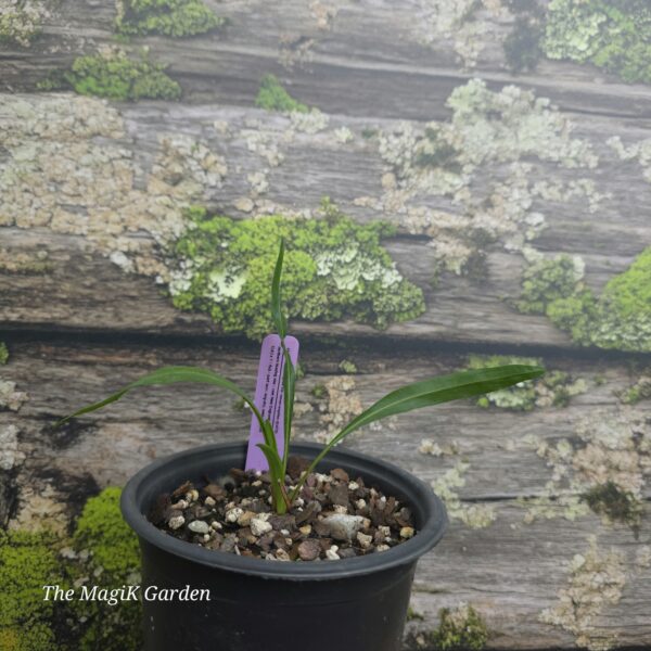 Northern Blazing Star