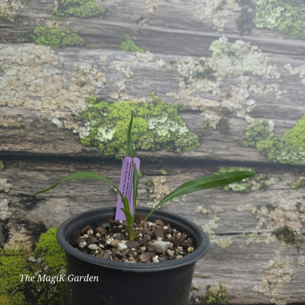 Northern Blazing Star