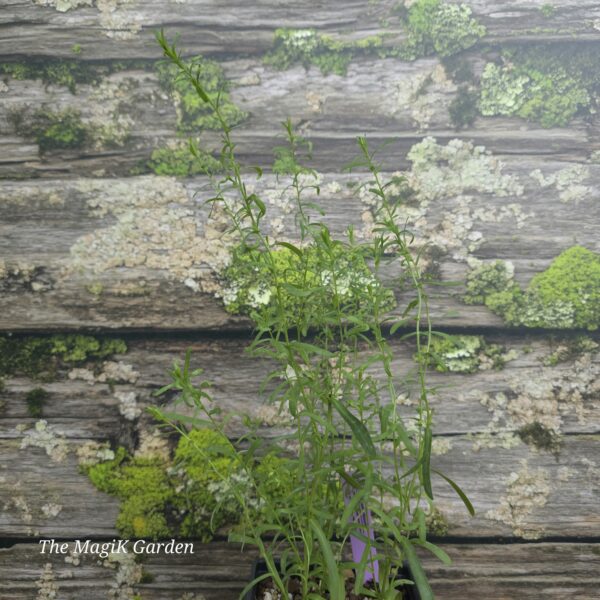 Frost Aster / Heath Aster