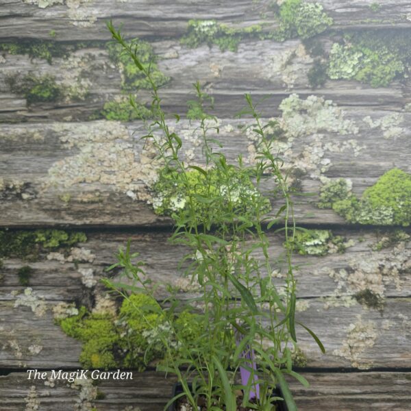 Frost Aster / Heath Aster