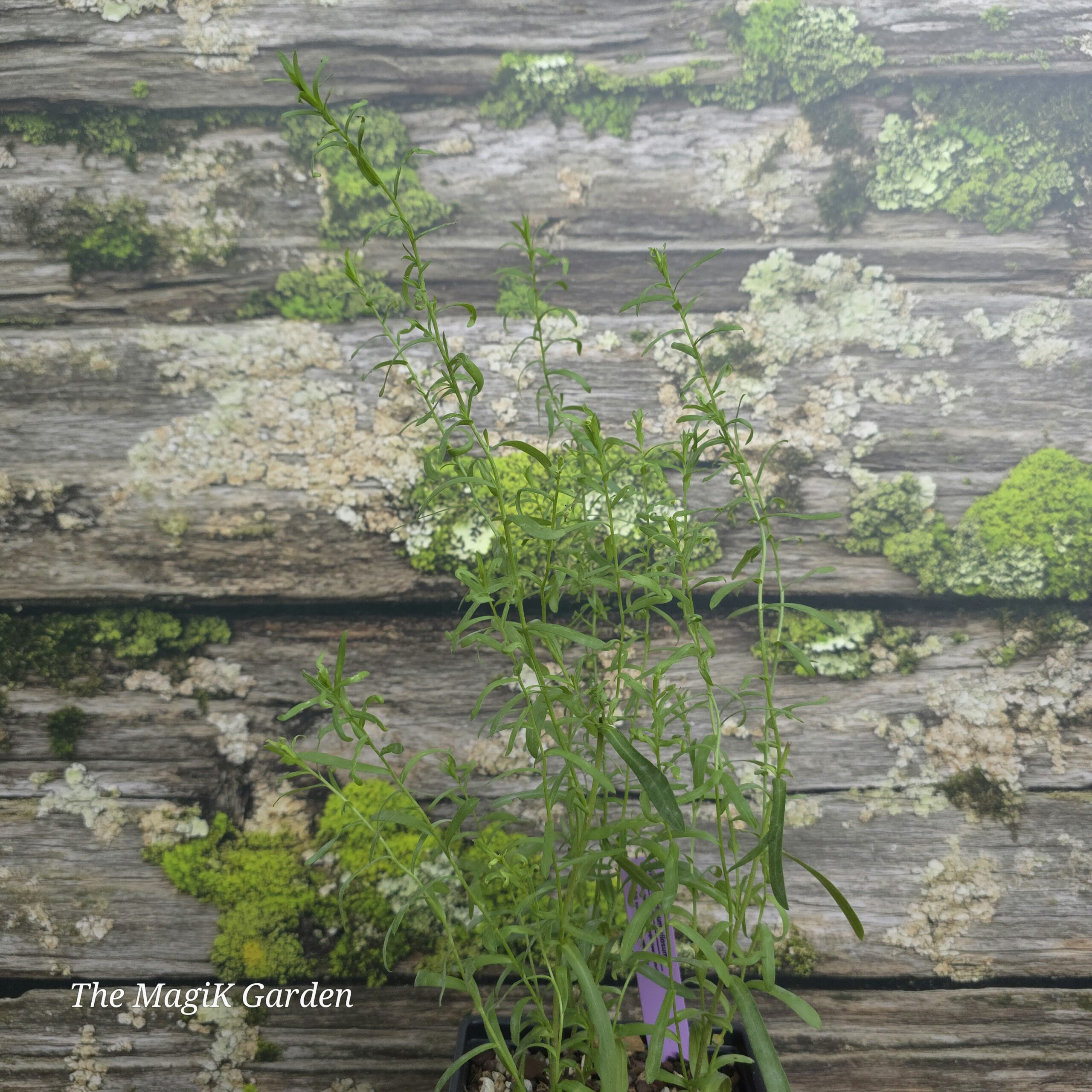 Frost Aster / Heath Aster