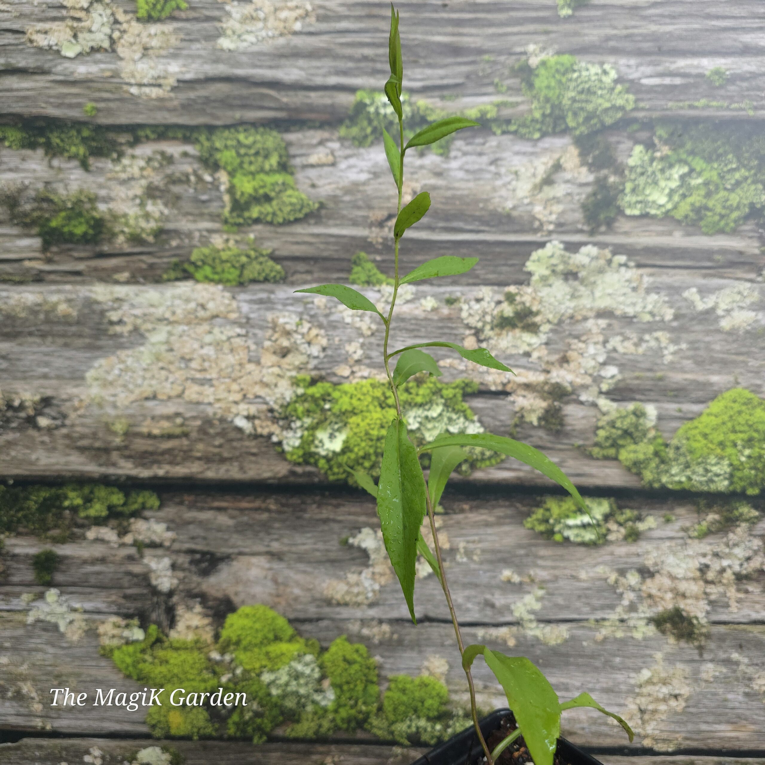 Blue Stem Goldenrod