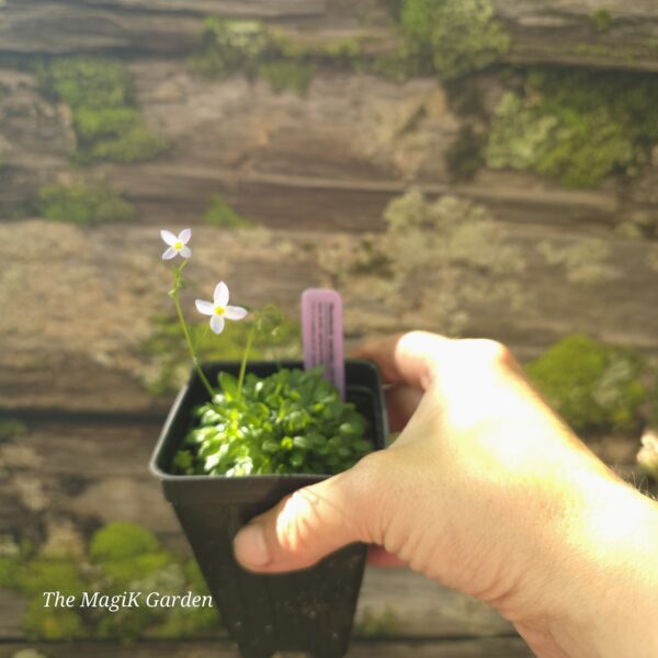 Azure Bluets