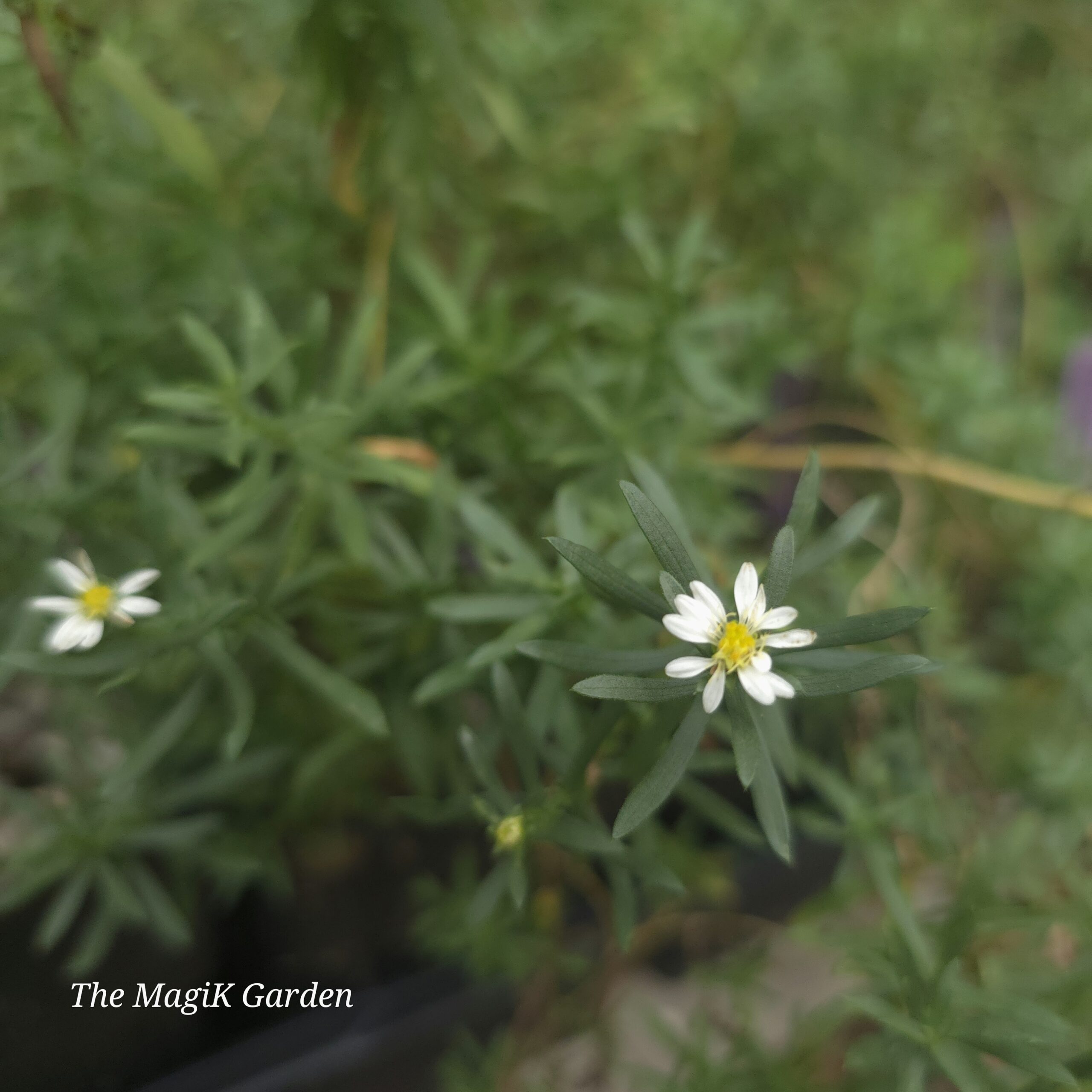 Frost Aster / Heath Aster