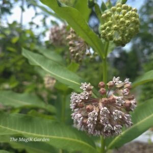 common milkweed flowers