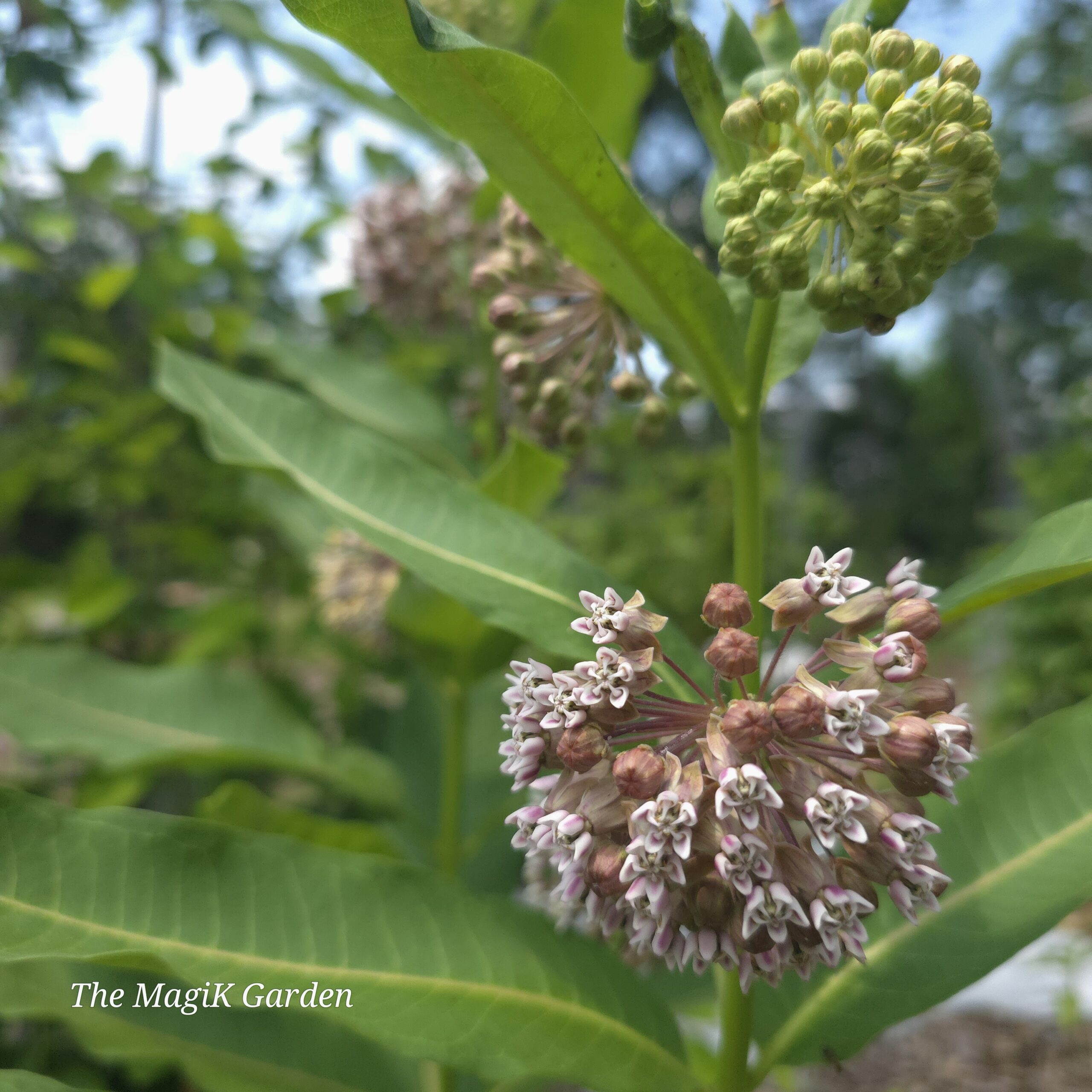 common milkweed flowers