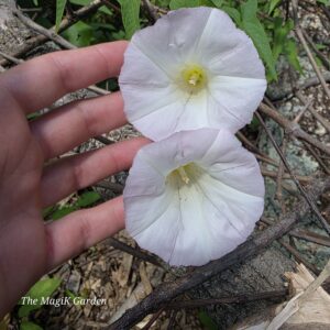 native false bindweed flowers