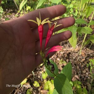 Spigelia flowers