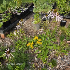 Smooth purple coneflower and yellow-flowered butterfly milkweed in bloom next to the nursery plants