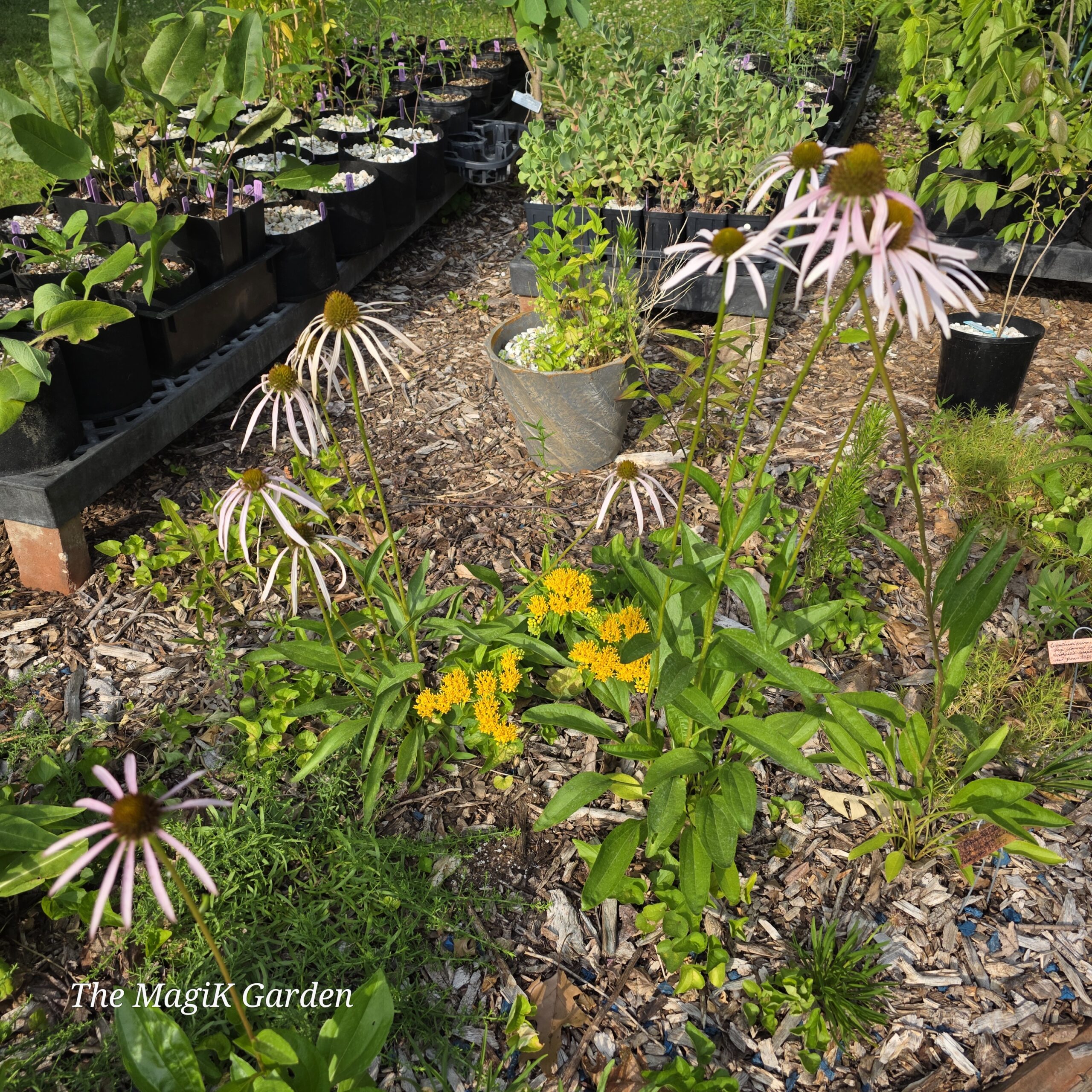 Smooth purple coneflower and yellow-flowered butterfly milkweed in bloom next to the nursery plants