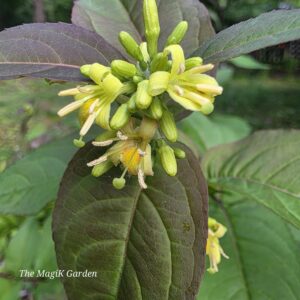 native bush honeysuckle flowers