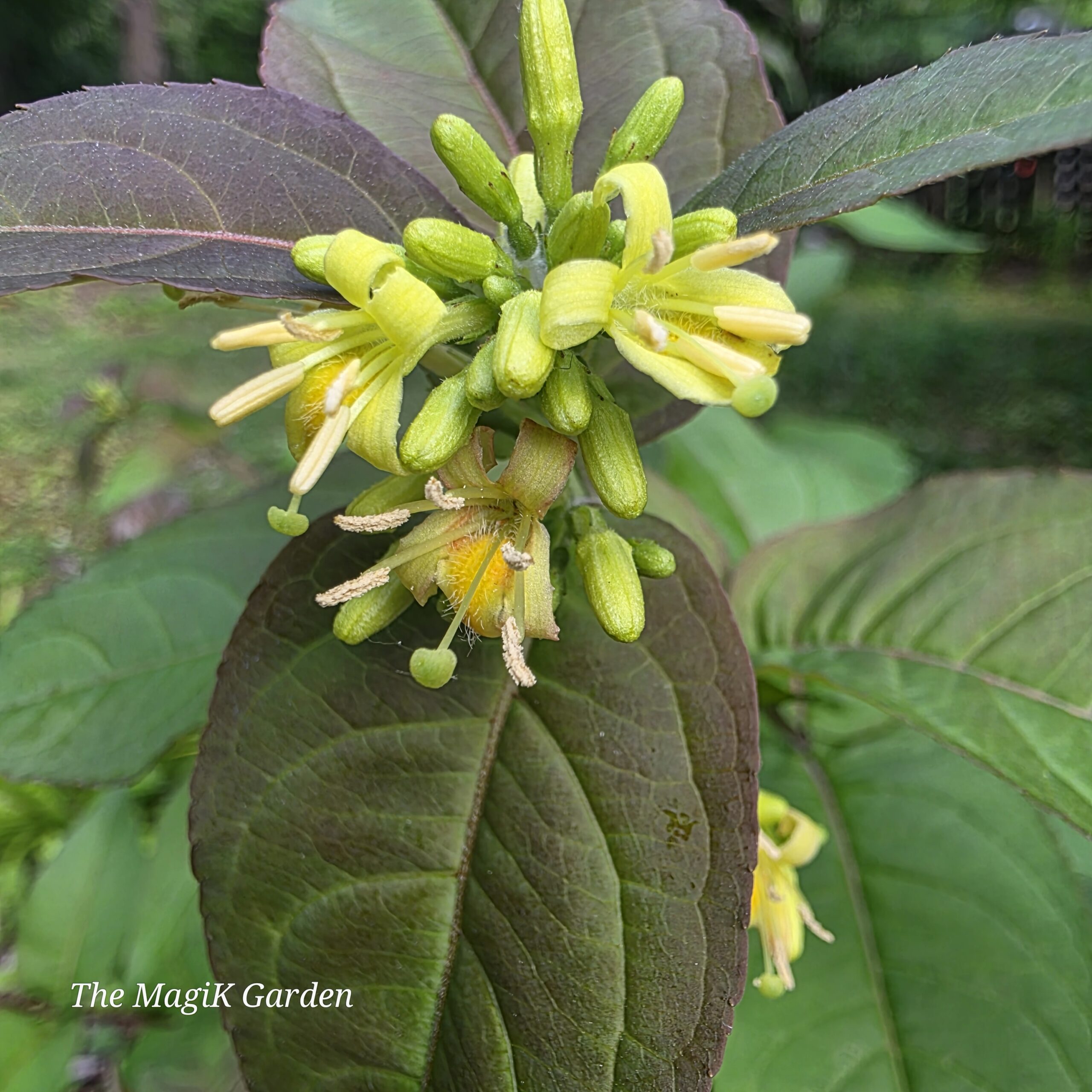 native bush honeysuckle flowers
