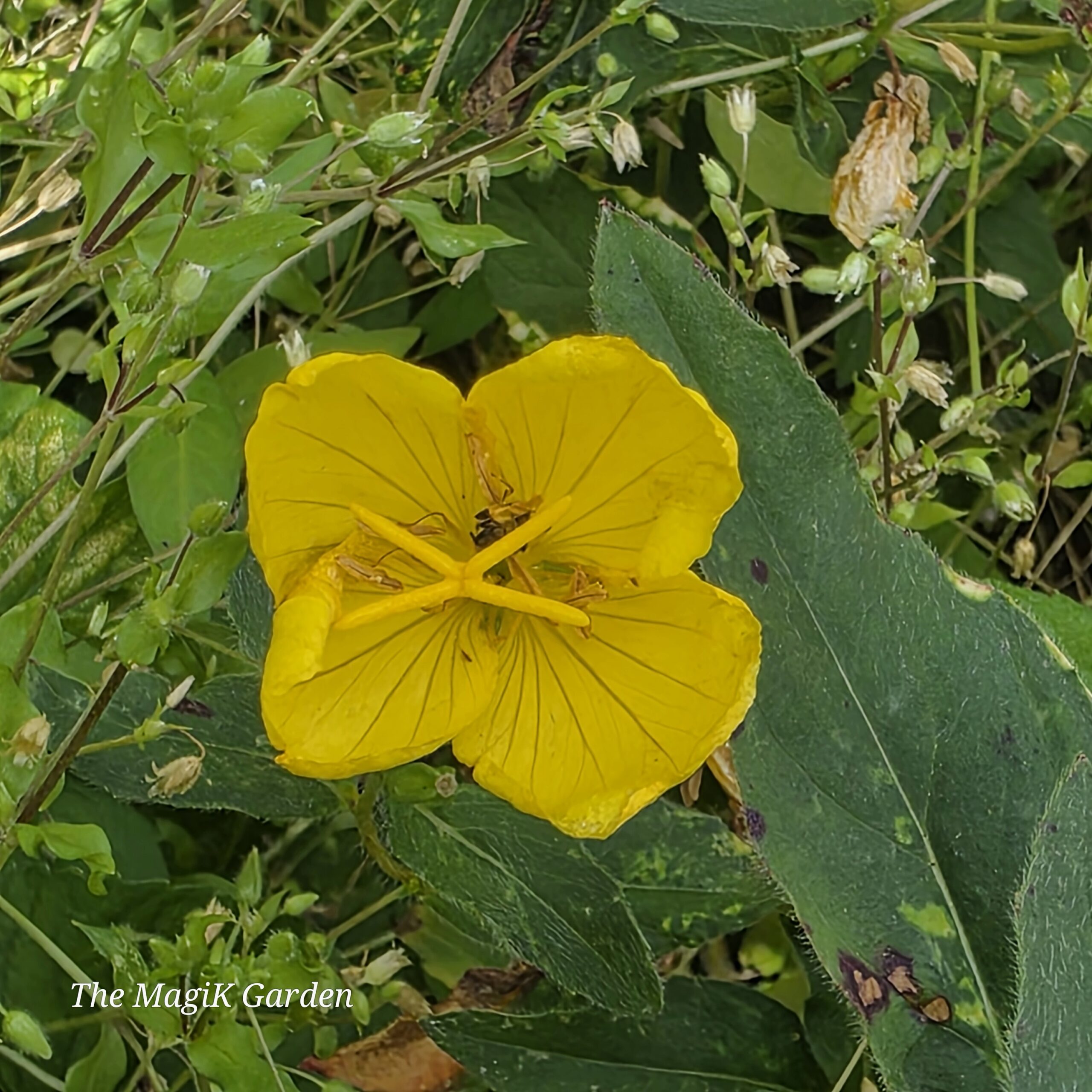 sundrops primrose