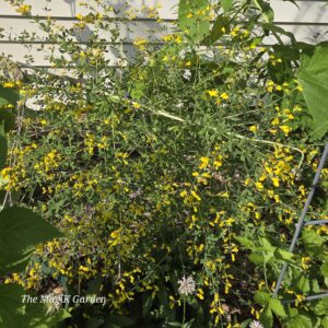 yellow wild indigo