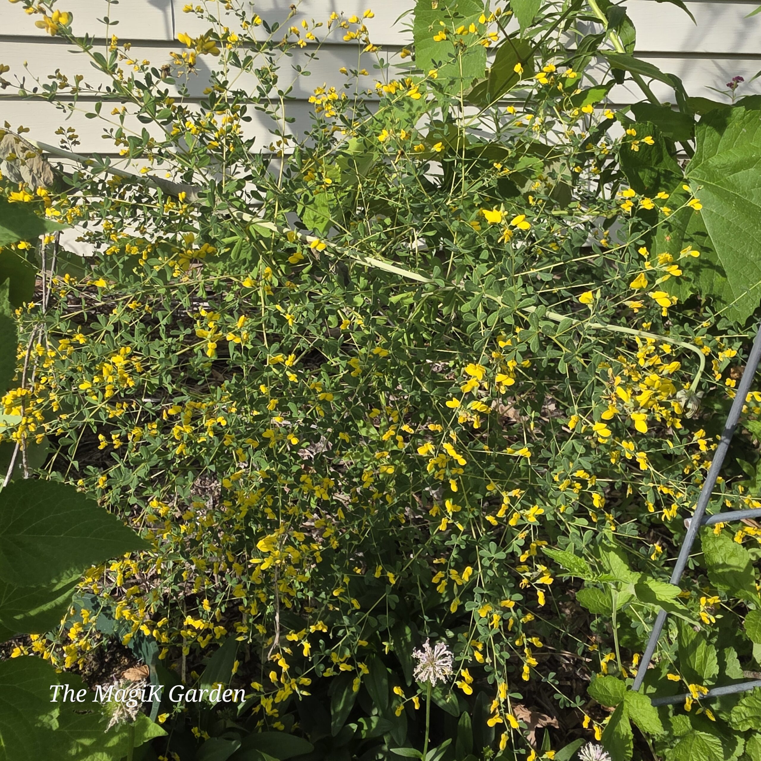 yellow wild indigo