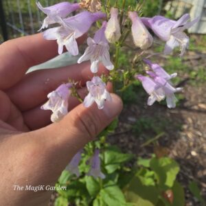 Penstemon likes to hybridize, one of many purple flowered hybrids that popped up
