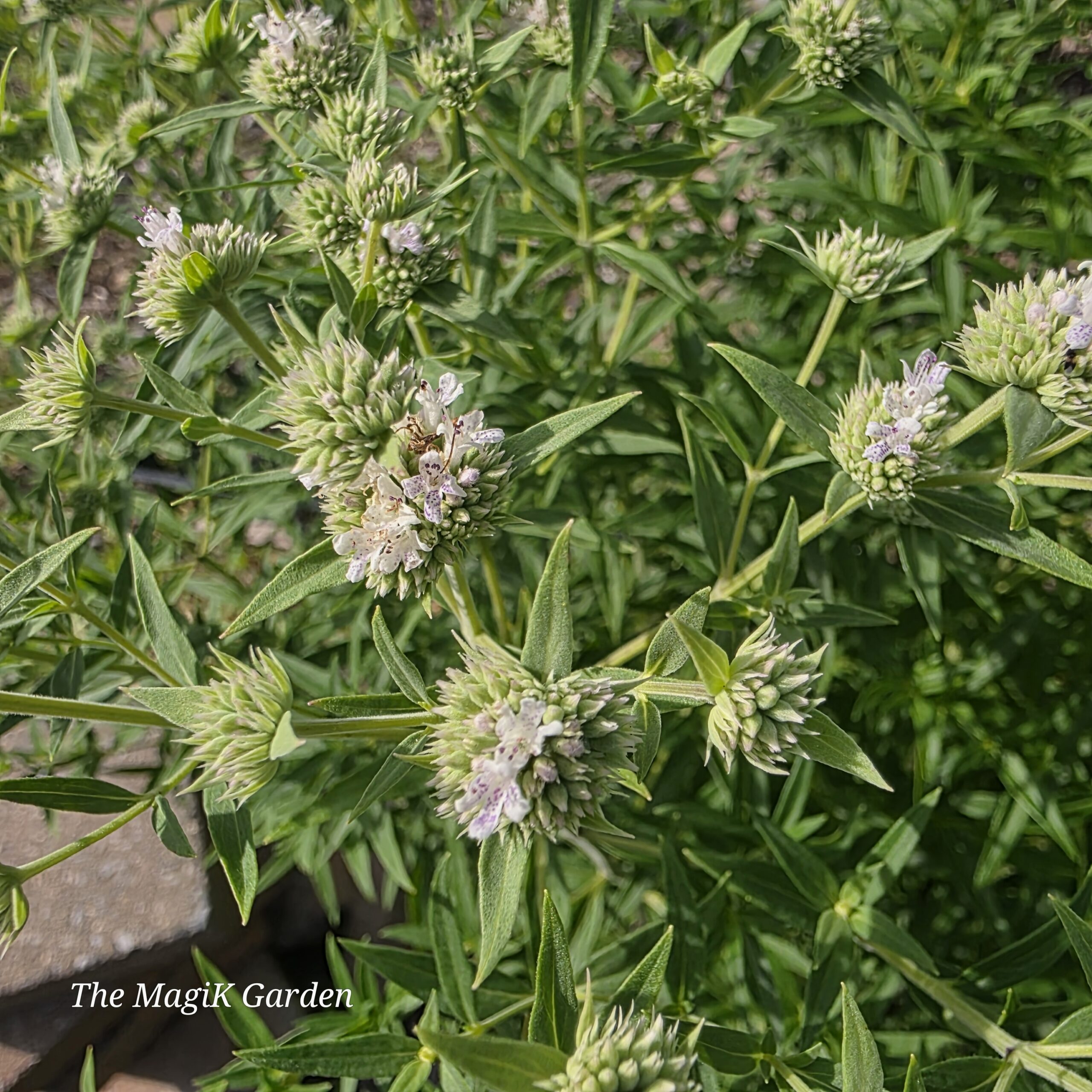 one of several species of mountain mint flowers