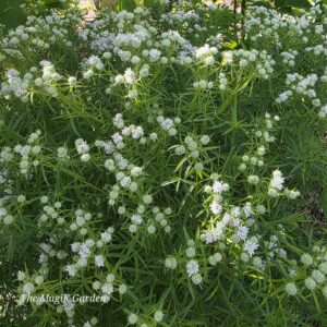 narrow-leaf mountainmint