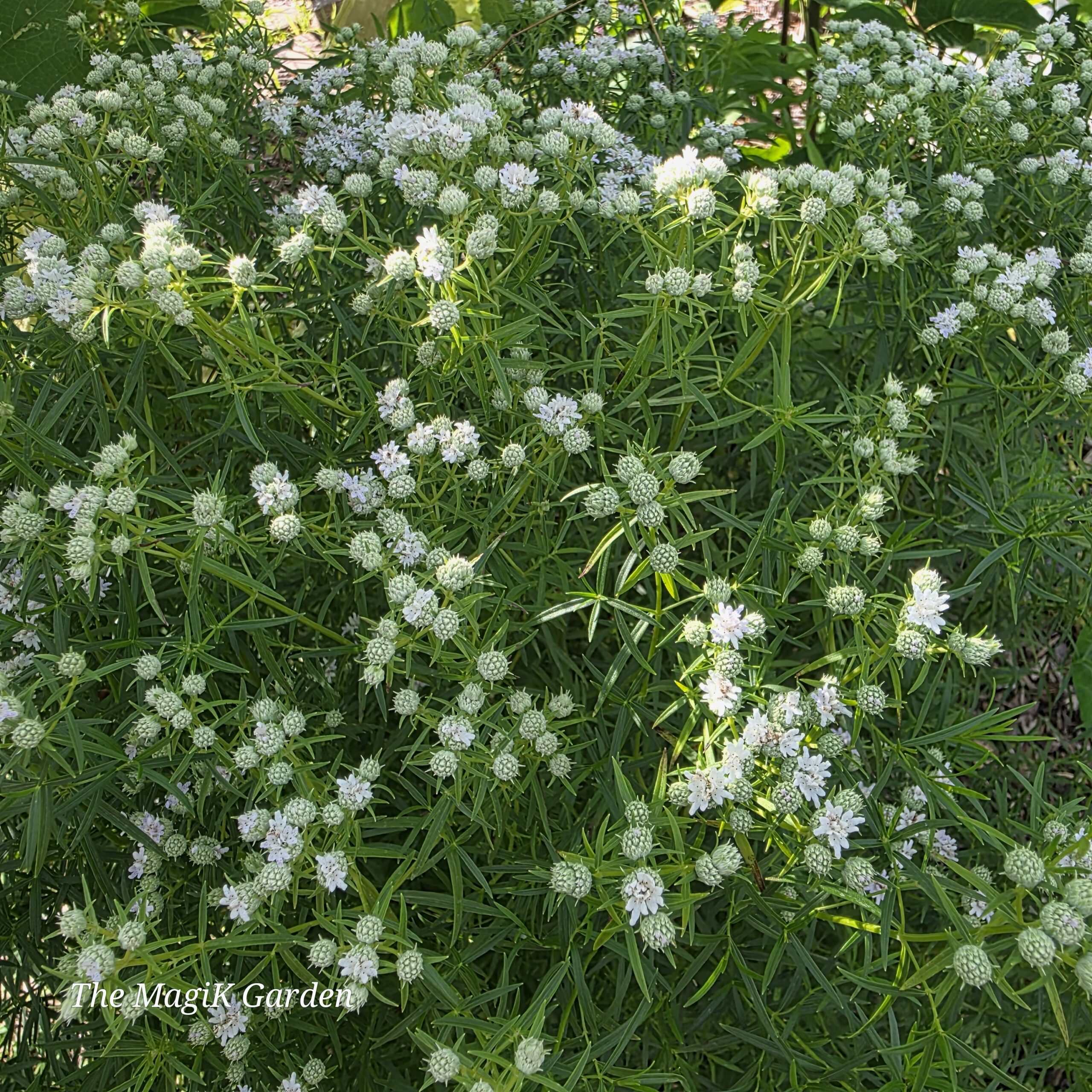 narrow-leaf mountainmint