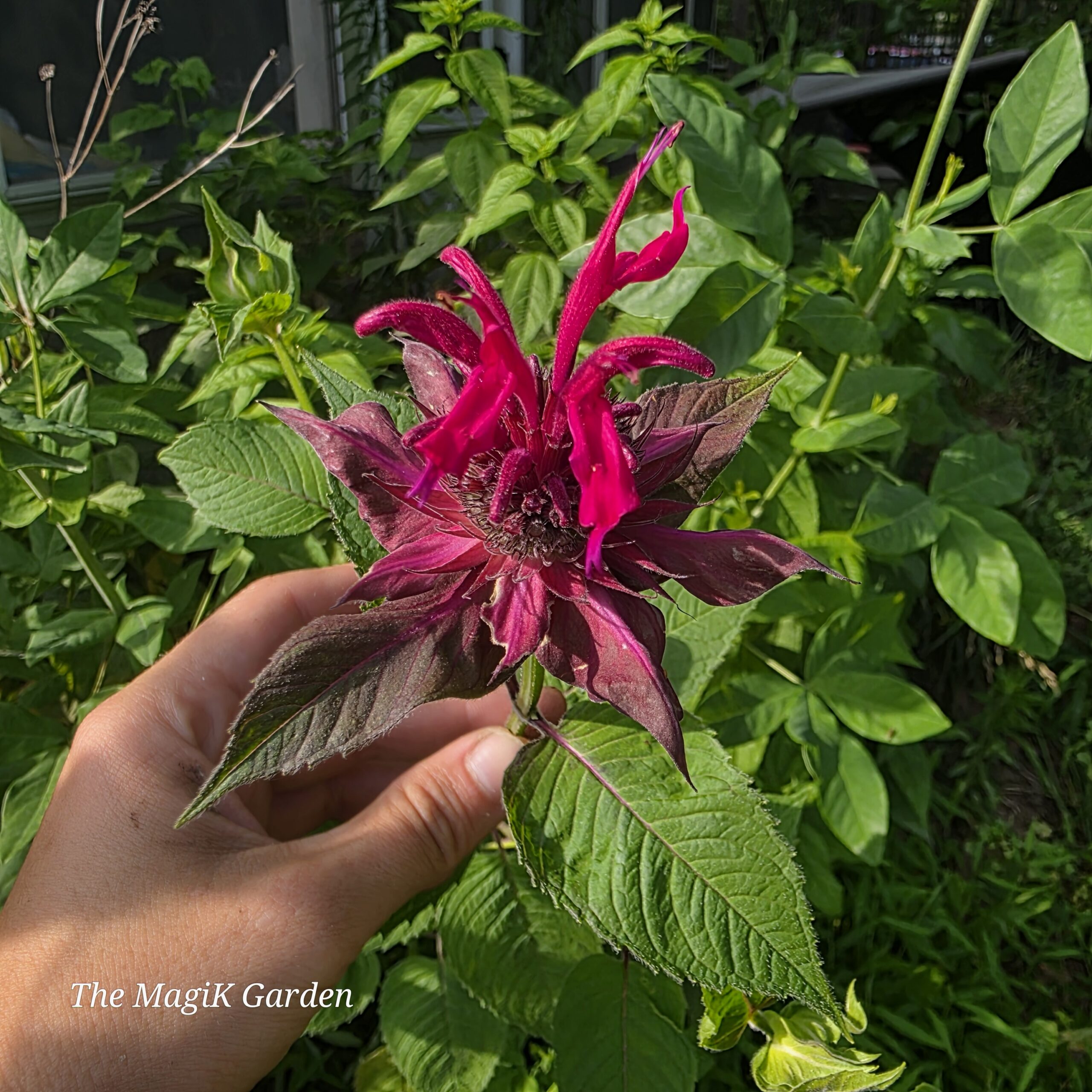 oswego tea flowers