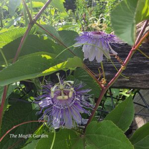 purple passionflower