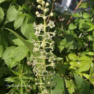 pokeweed flowers