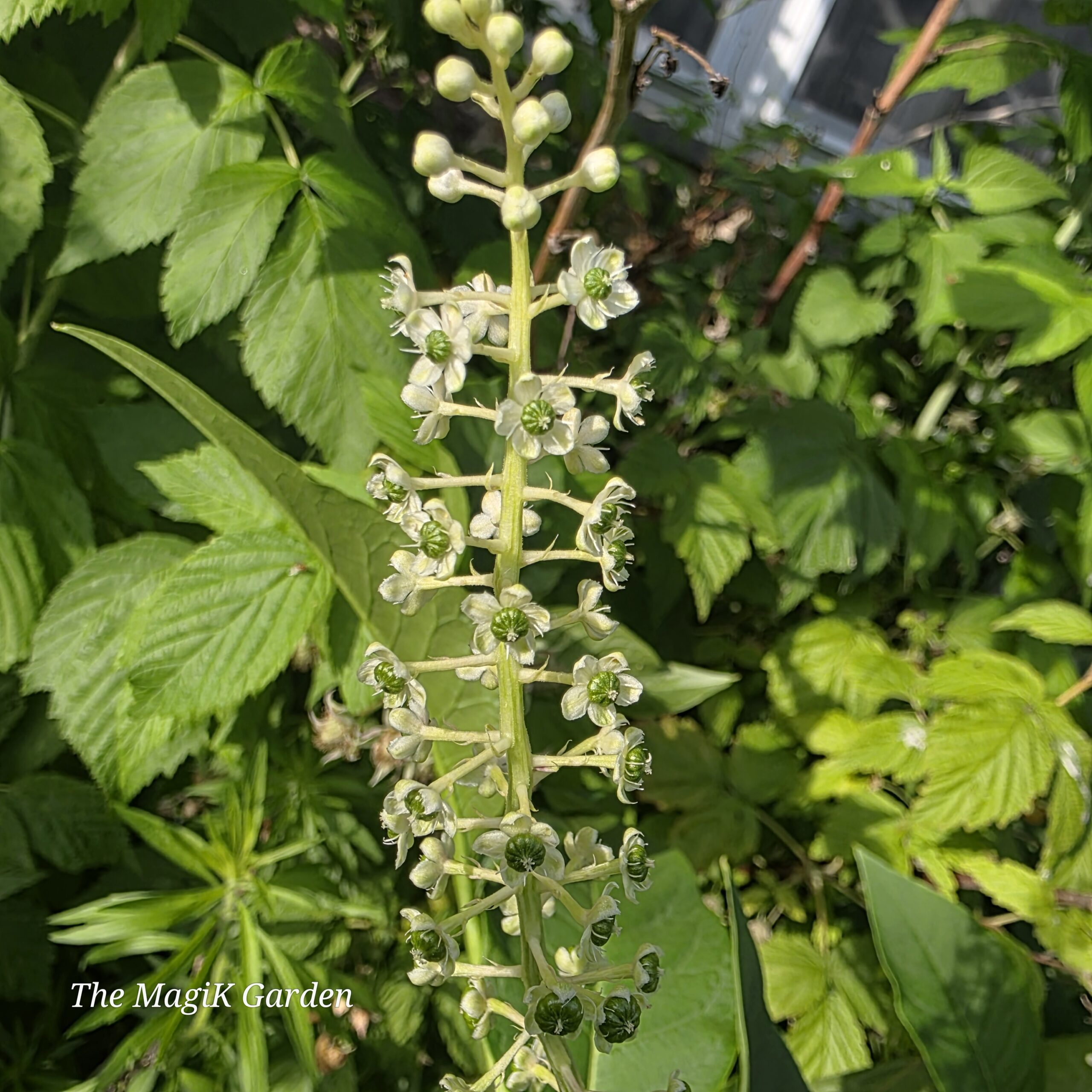 pokeweed flowers