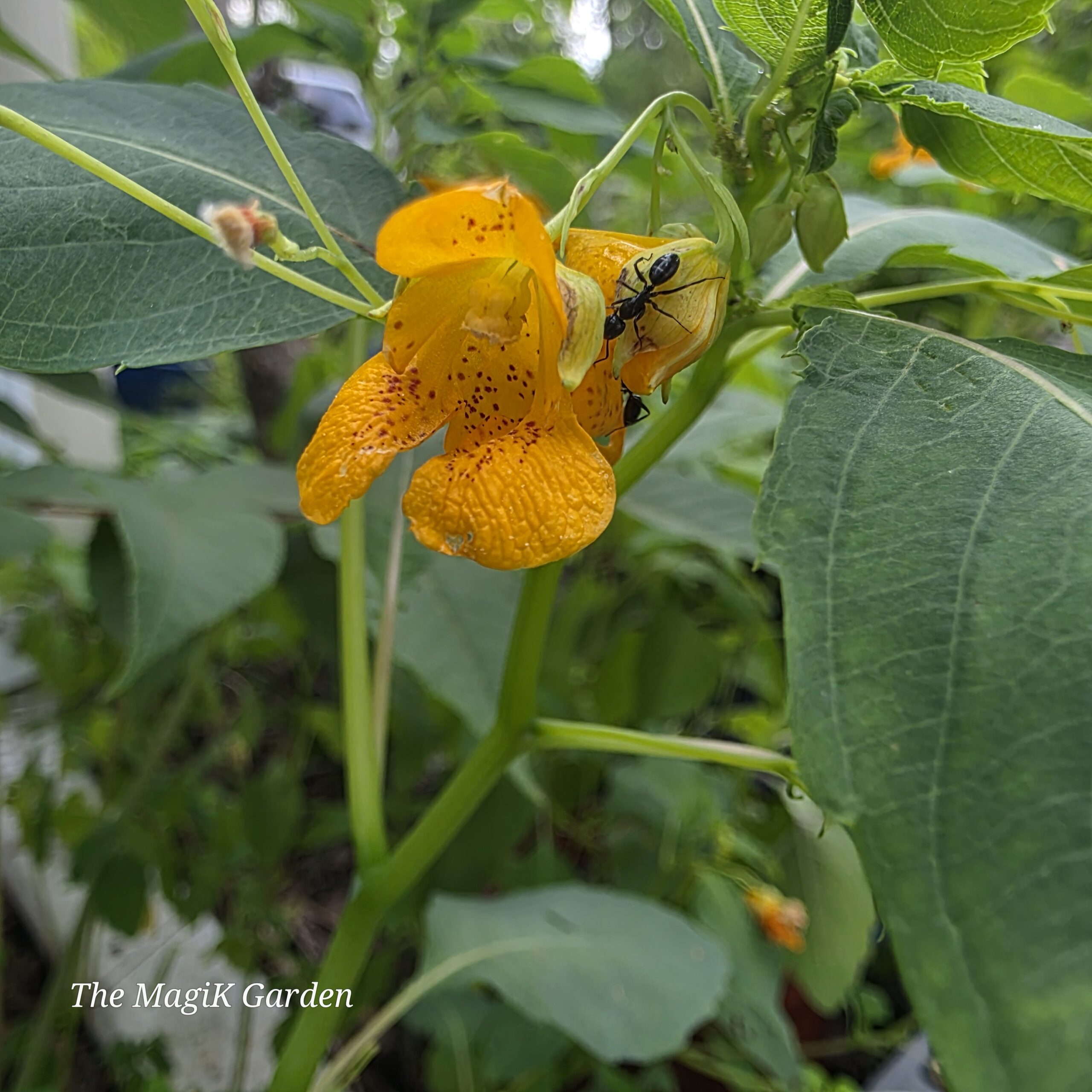 orange jewelweed