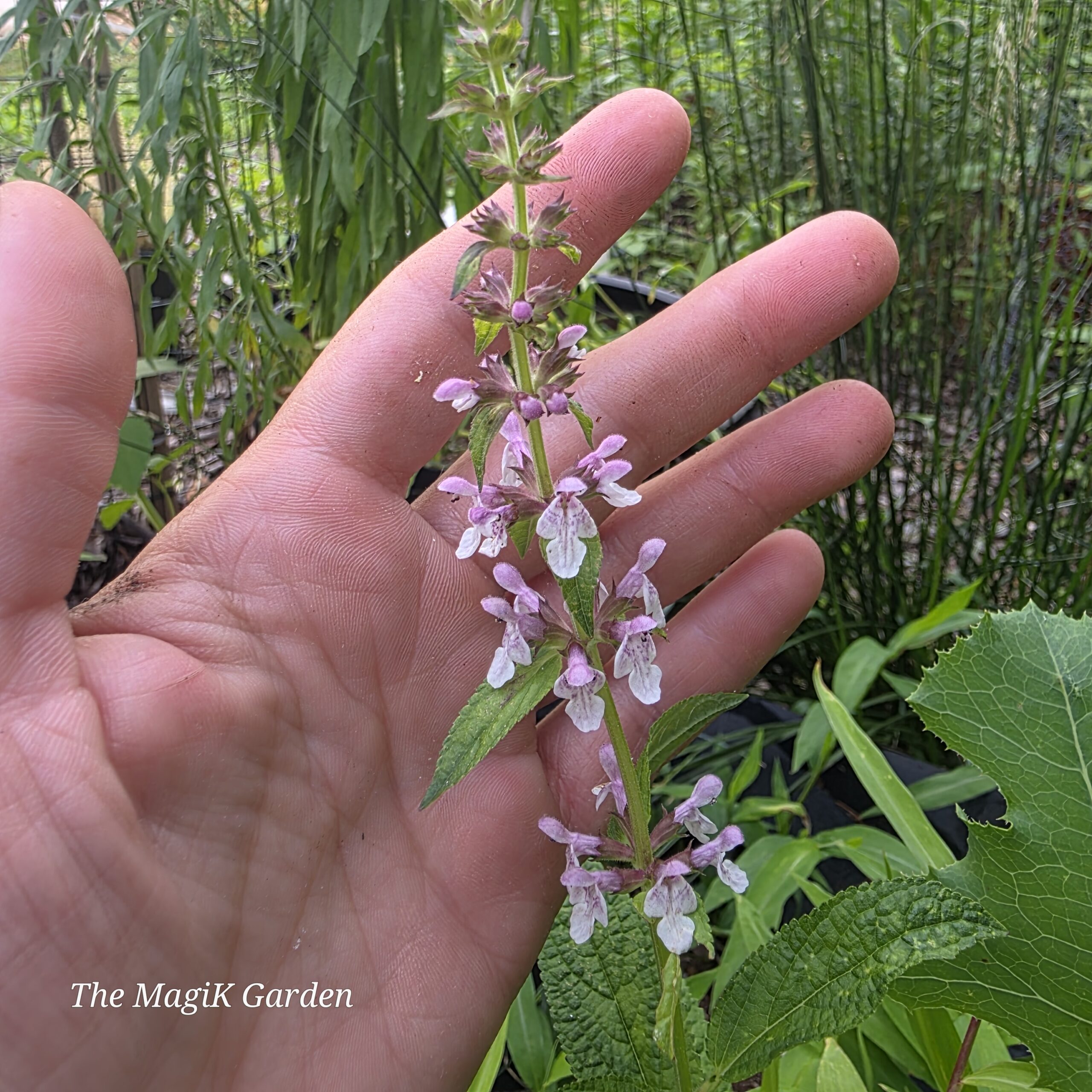 marsh hedgenettle