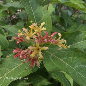 Kodiak Orange honeysuckle bush flowers