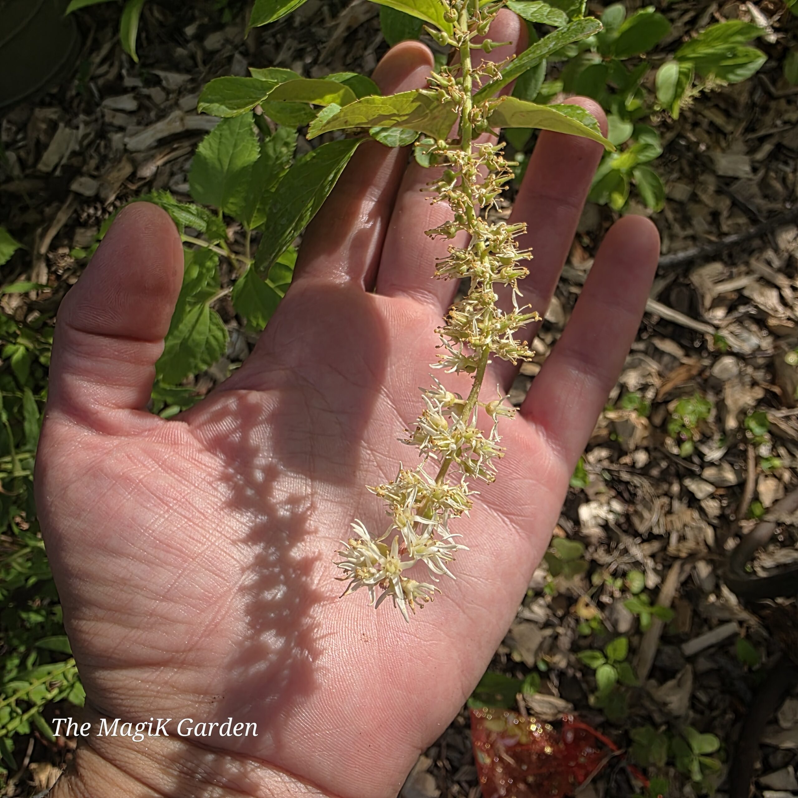 Itea flowers