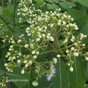 dogbane flowers