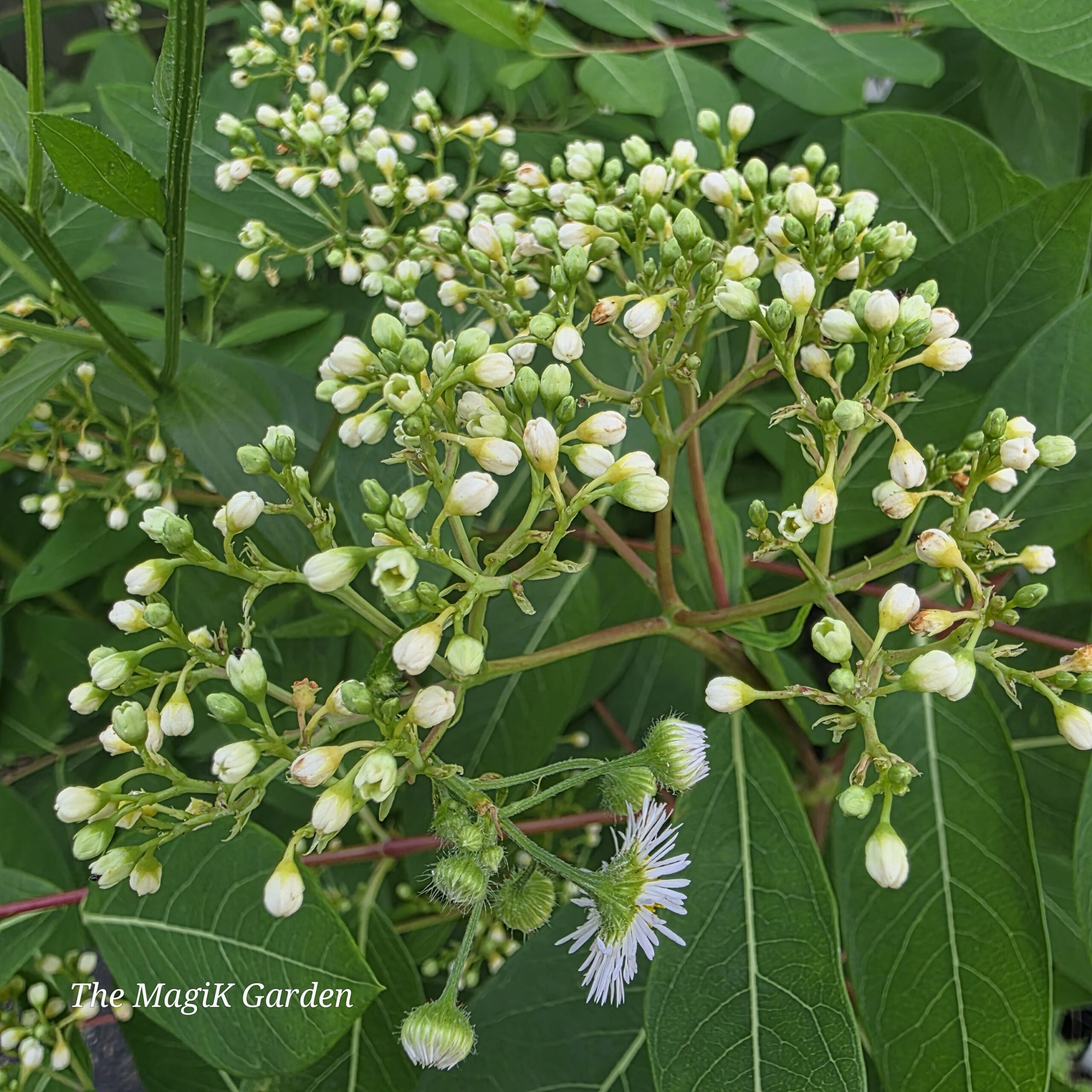 dogbane flowers