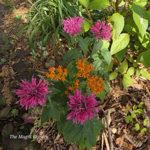 Hot pink beebalm cultivar with seed grown orange butterfly milkweed