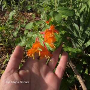 Magnifica coral honeysuckle