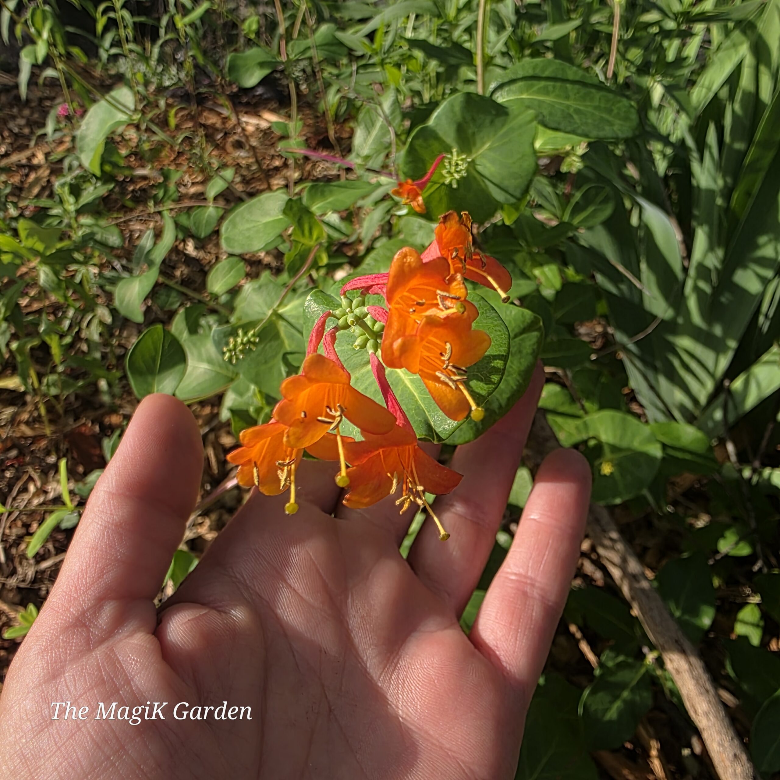 Magnifica coral honeysuckle