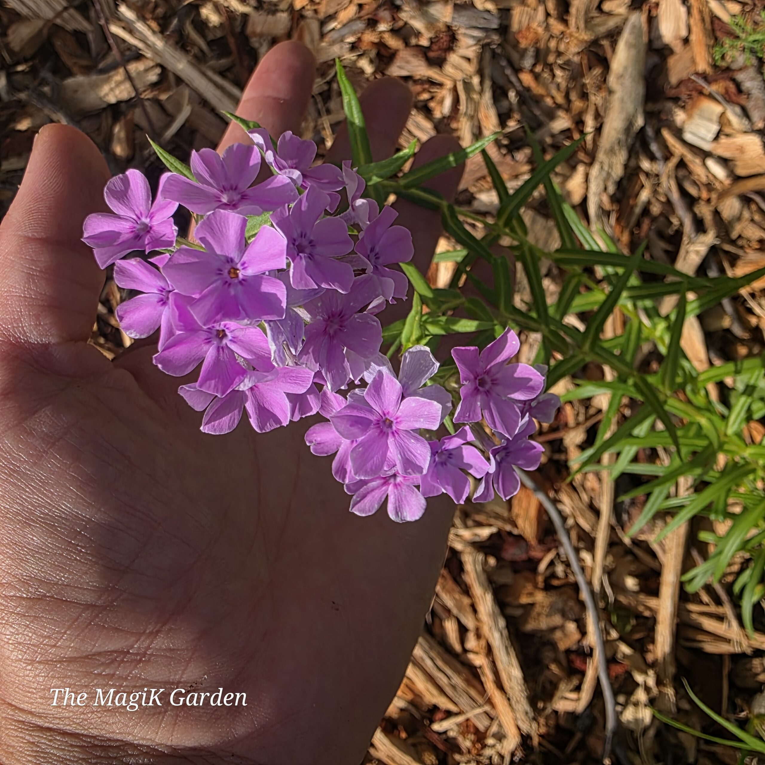 prairie phlox flowers