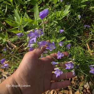 American harebell flowers