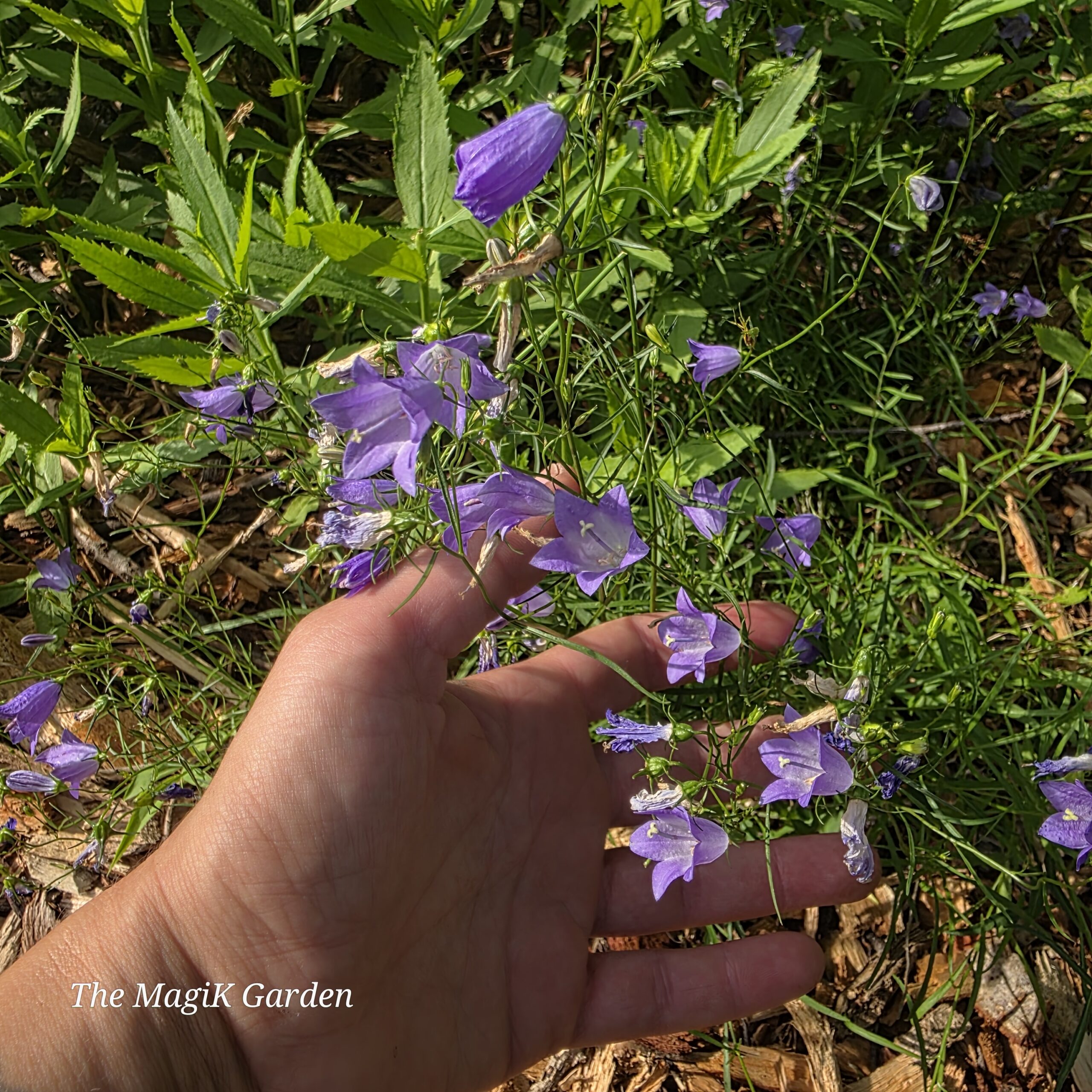 American harebell flowers