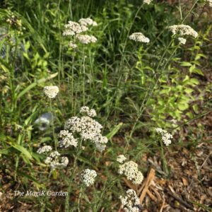 native white yarrow flowers