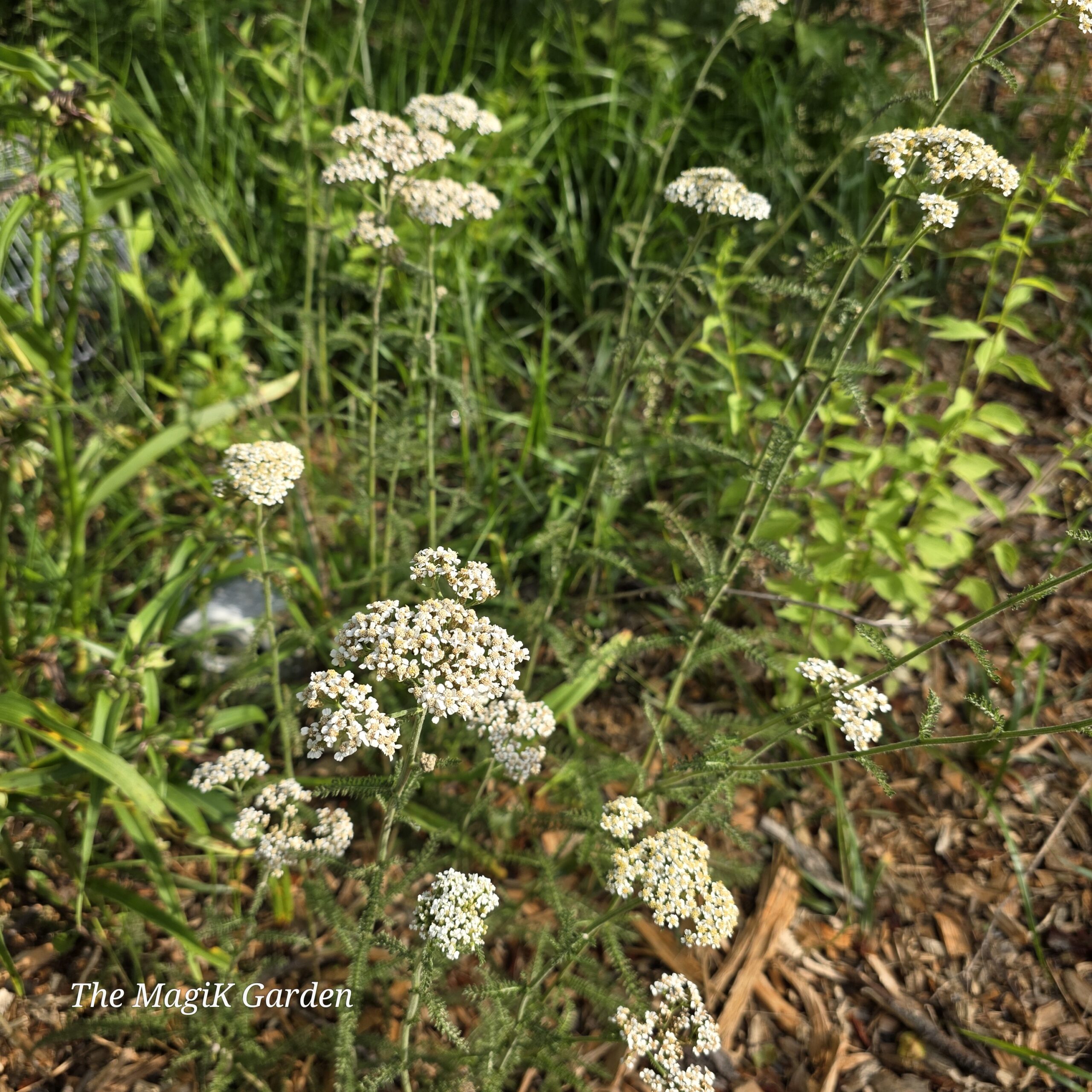 native white yarrow flowers